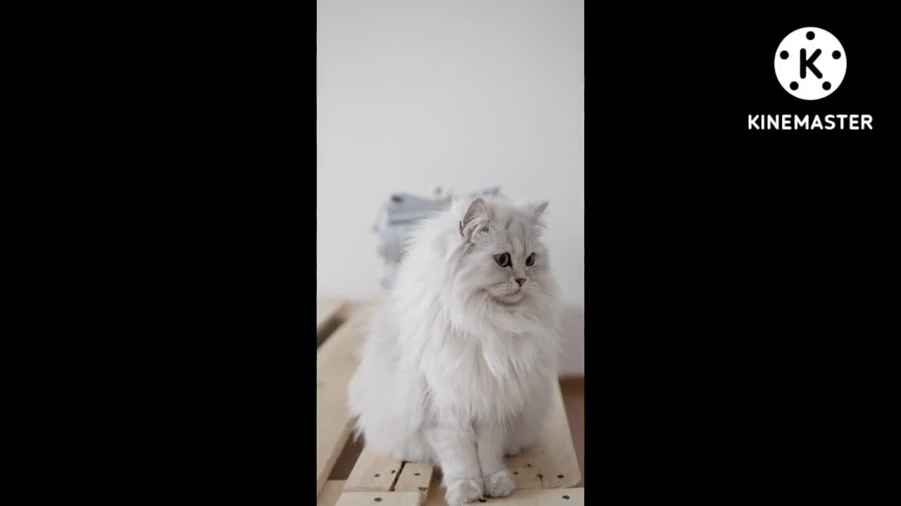 beautiful white cat