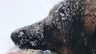 German shepherd plays in snow