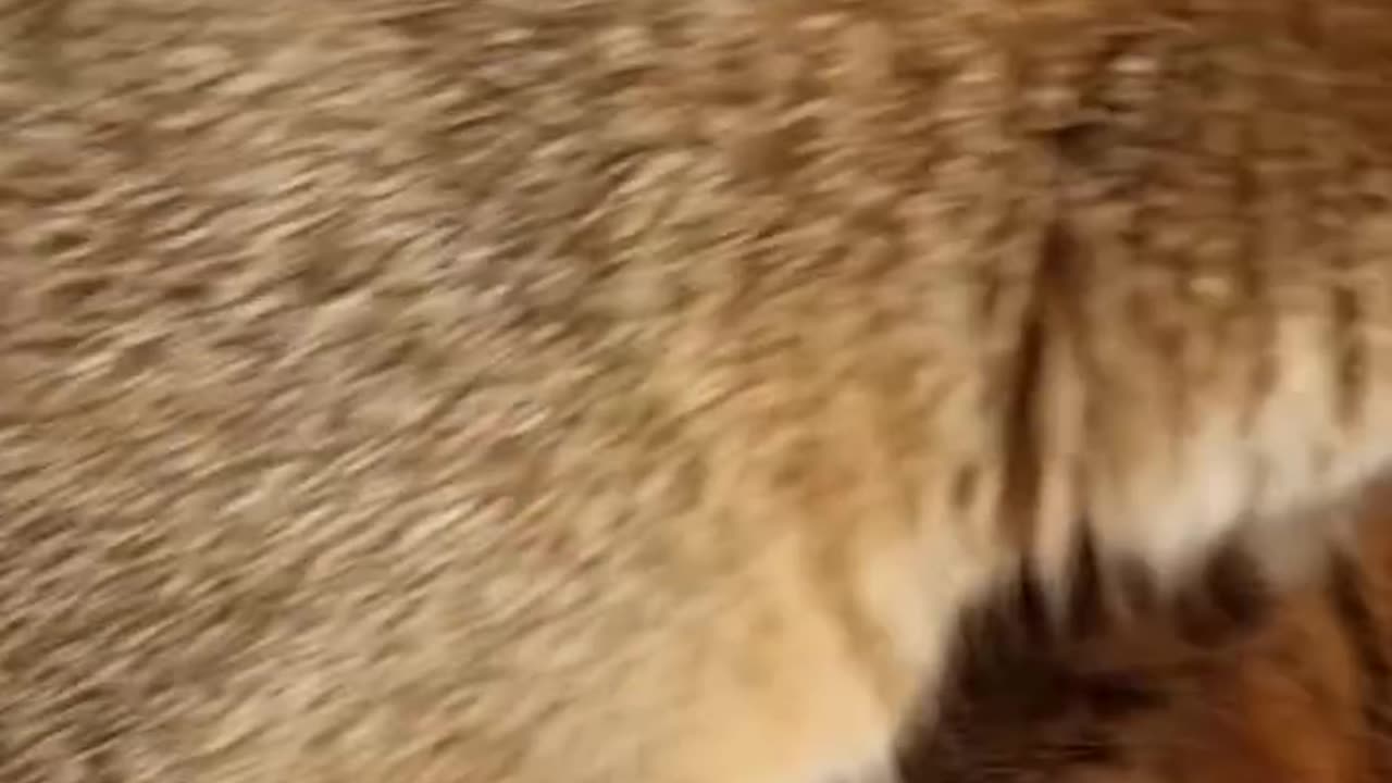 Funny cats video