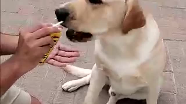 Dog Wants to Drink FROOTI | Buddy ko Frooti Chahiye