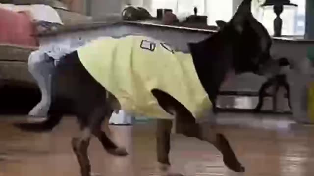 Cute pet rollover scene
