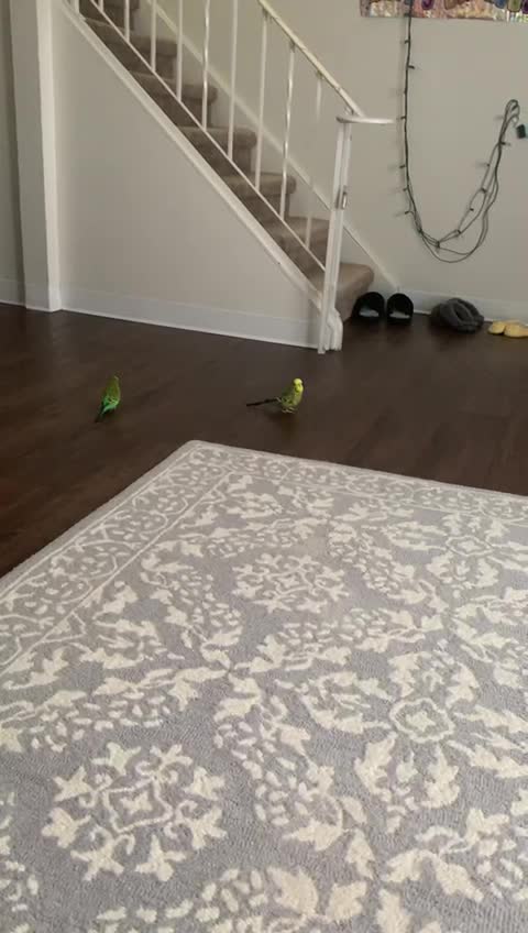 Budgies playing on the floor