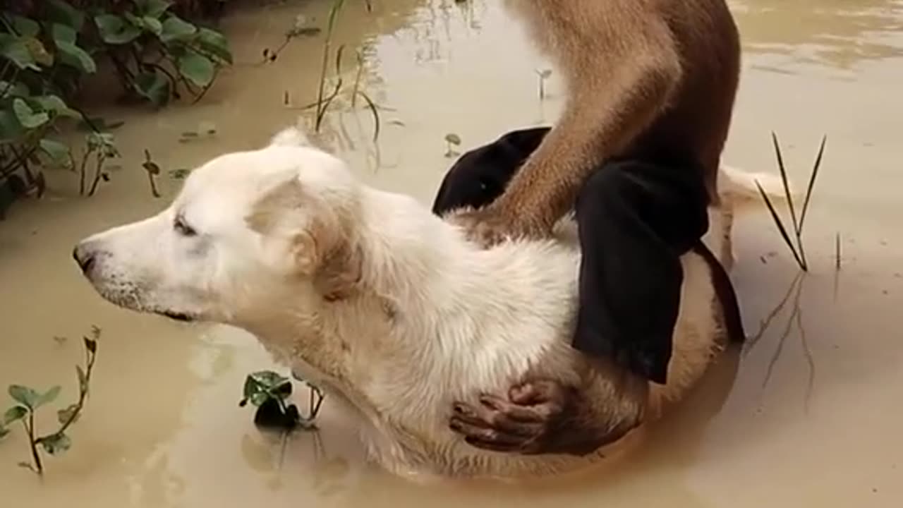 Monkey with Dog