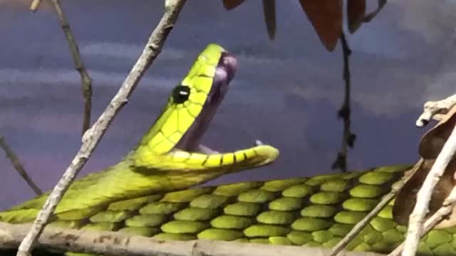 Never knew snakes yawned .