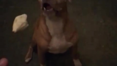 Pitbull misses food thrown his way