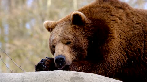 Brown Bear Lying Down and Resting