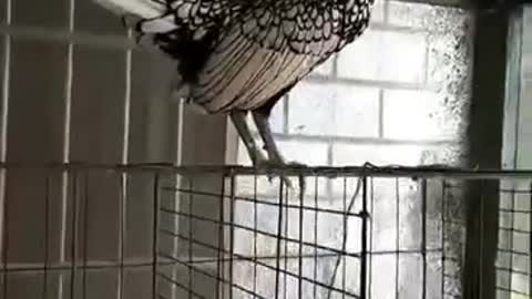 A cock with wings.