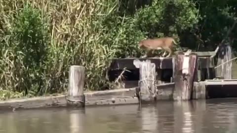 Bobcat performs a long jump...