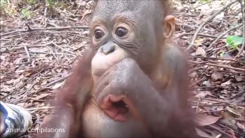 Baby Orangutan Are Adorable - Cutest Compilation Video