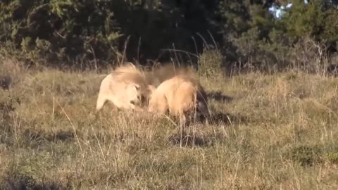 Lion Suddenly Cooperates With Warthog To Attack Leopard