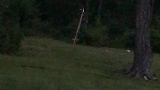 Fun in the Backwoods