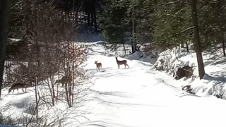 A dozen deer