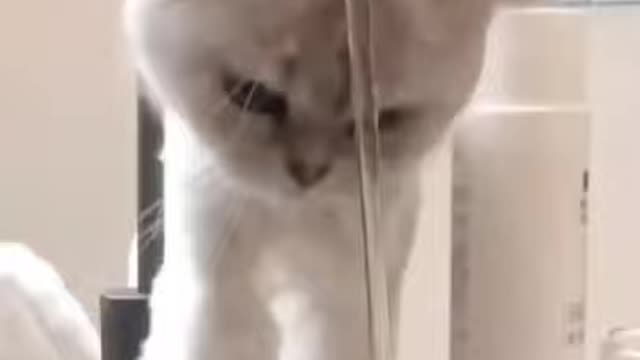 CUTE CAT HAVING A SHOWER 😂