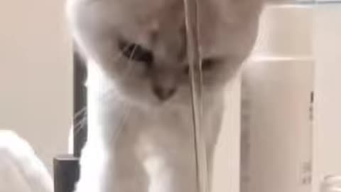 CUTE CAT HAVING A SHOWER 😂