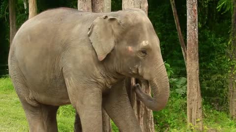 30 Seconds Thailand Elephants