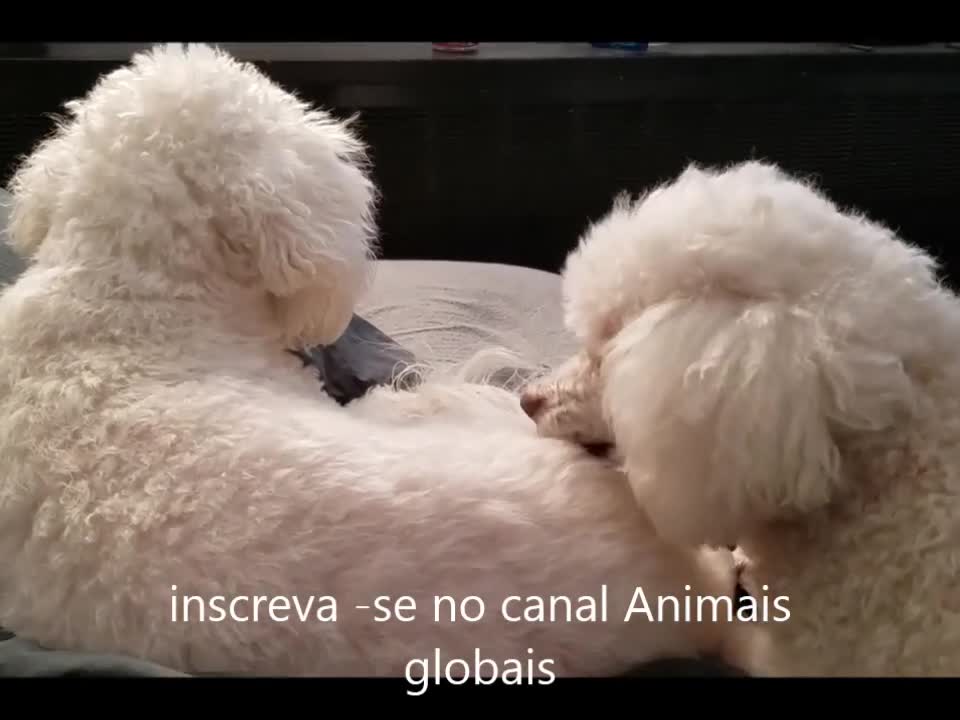 cachorros,fofos,cachorros lindos