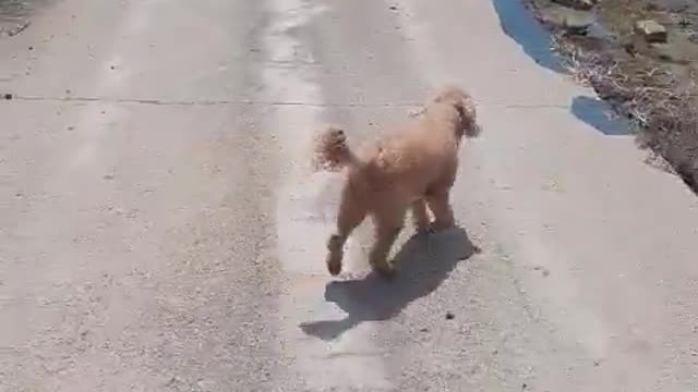 A poodle taking a walk