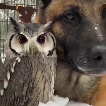 Dog and owl