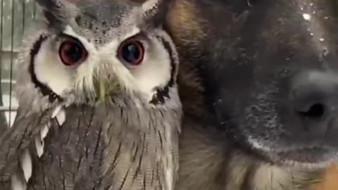 Dog and owl