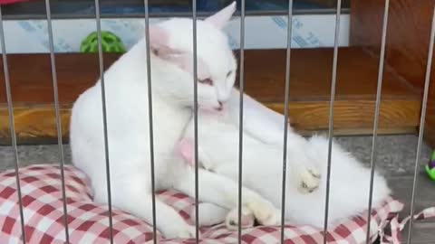Cat eating ears ? ... Mommy cat that kisses the baby's ears