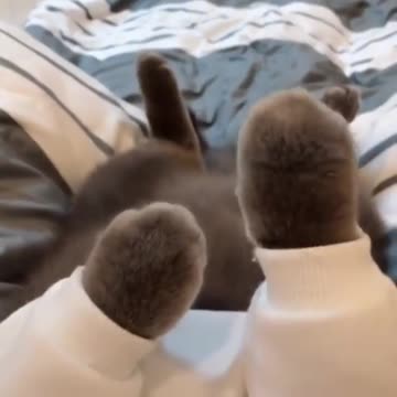 Various instances of pets being petted by residents No. 32