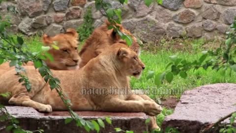 Tiger Video, Lion, Animals Photography, Jungle Animals, Cute Animals, Pet Animals, Animal LION TIGER