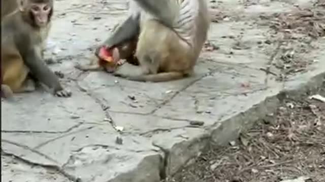 Amazing Monkey China & Funny Love monkey- Animals Love