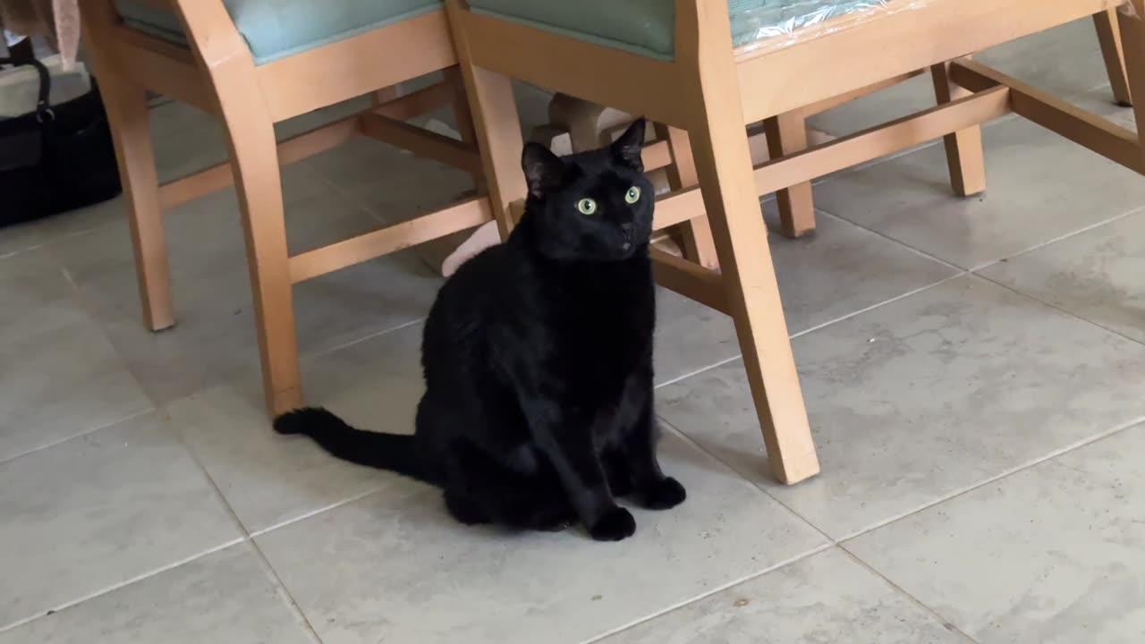 Adopting a Cat from a Shelter Vlog - Cute Precious Piper Sweeps the Floor with Her Tail