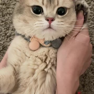 Cats Call Me Baby _Cute Cats_Cat guards his hat from pesky Great Dane pup