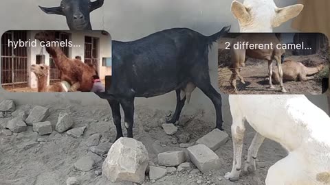 First time black goat and dog