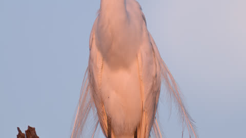 Great Egret Preens Her Feathers