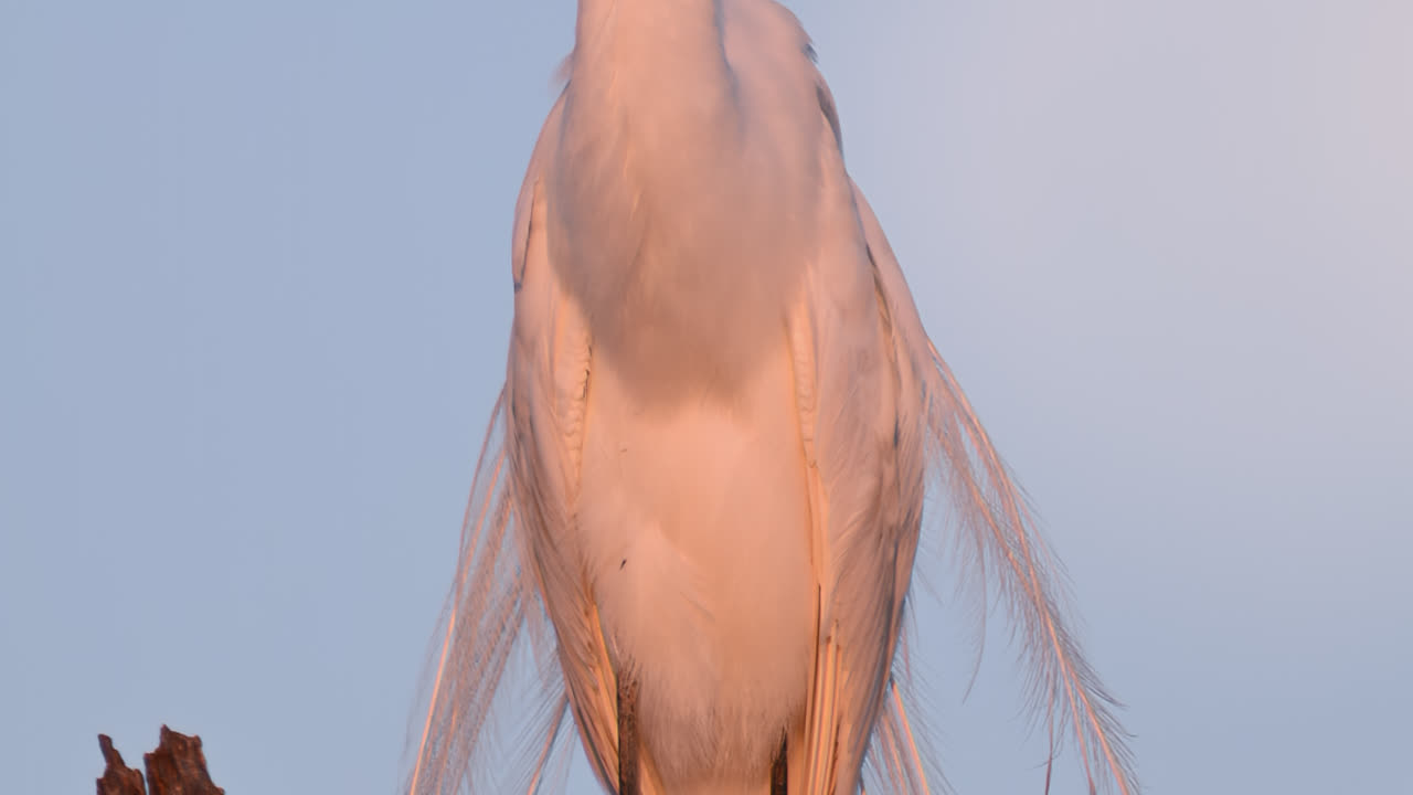 Great Egret Preens Her Feathers