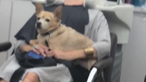 Dog sits on woman getting hair shampooed