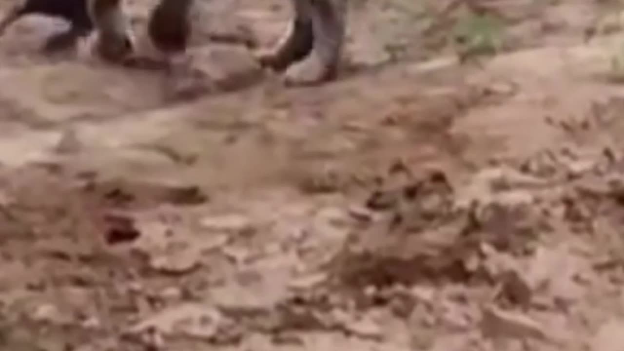 Tiger takes down dog