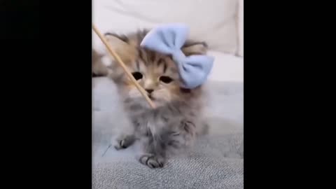 Little cat so cute playing with stick