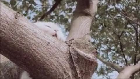 cat on tree