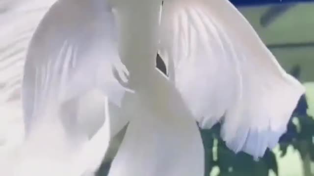 This is a beautiful and charming water-dwelling species