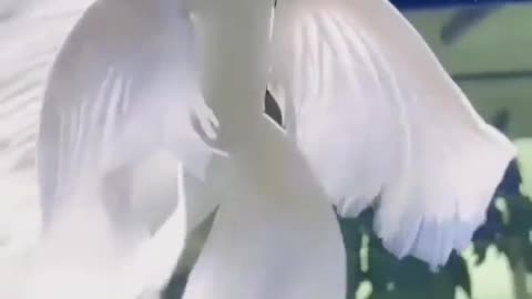 This is a beautiful and charming water-dwelling species