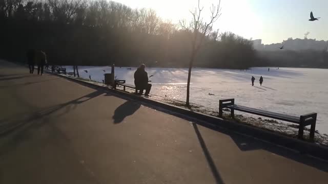 Happy Stray Dog ​​Chasing Pigeons in the Park 🐶