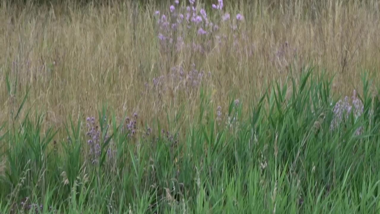 Bron till Ewerlöfs Holme. Citadellet i Landskrona 9 Juli 2021