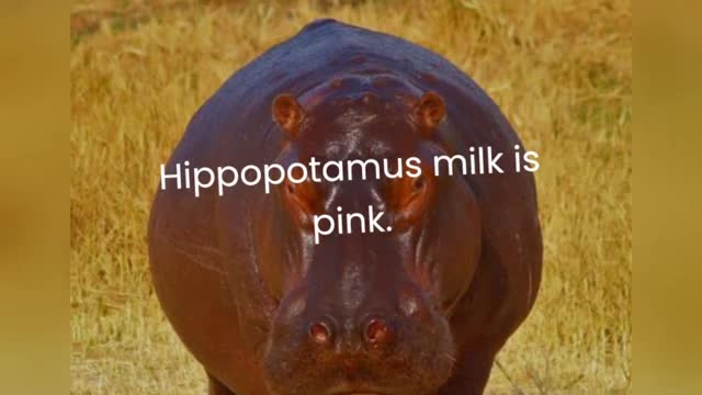 Hippopotamus about fact do you know