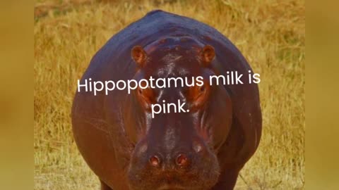 Hippopotamus about fact do you know