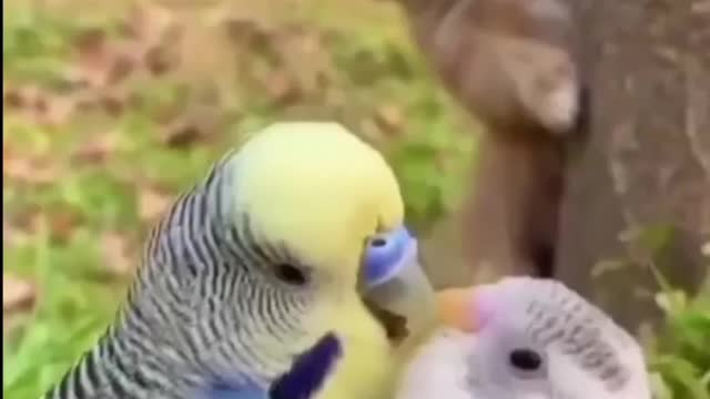 Cute puppy and Bird Beutiful Moment