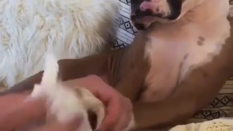 Funny Dog Videos 2021 It's time to LAUGH with Dog's life74