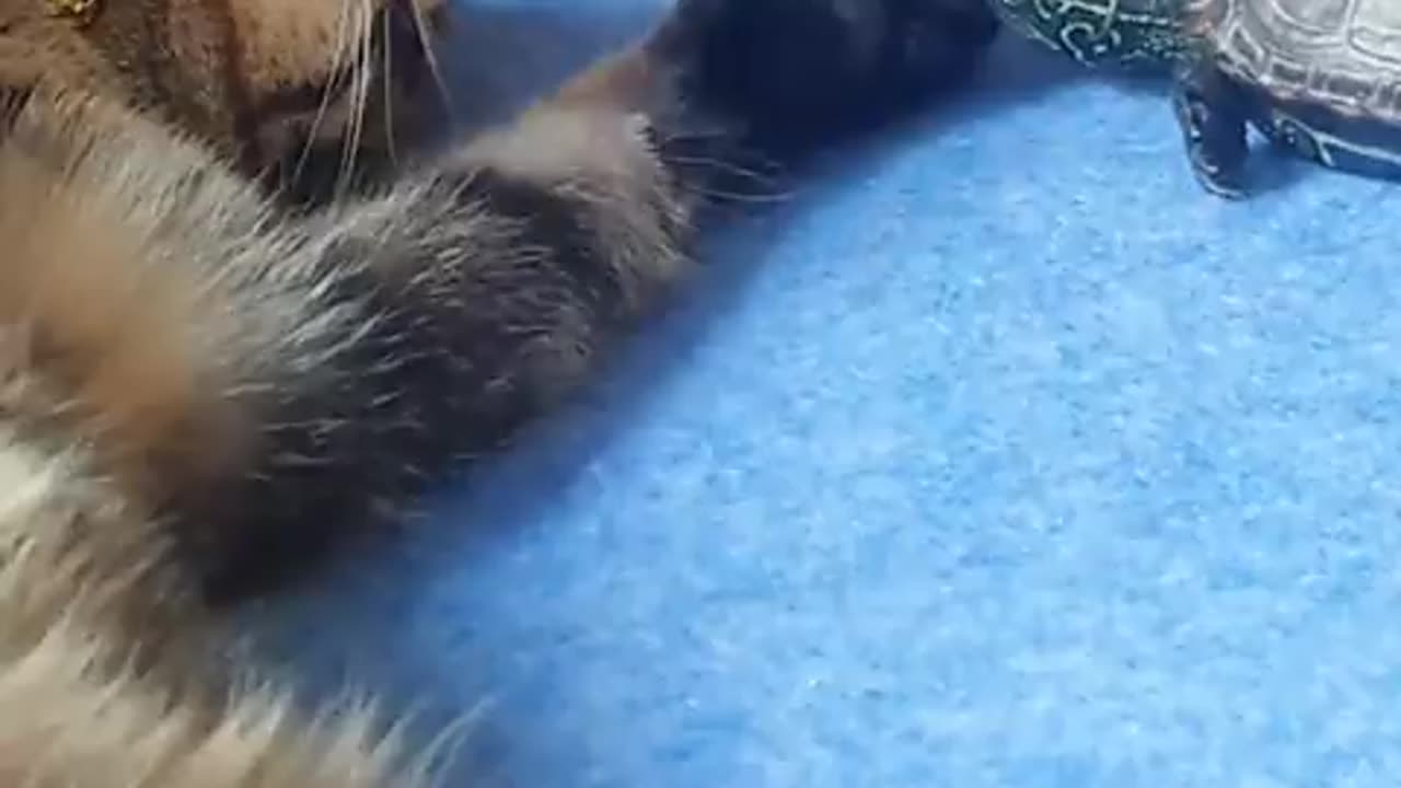 this turtle loves this cat too much