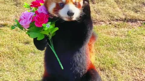 Such a lovely panda