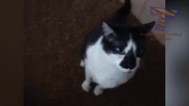 Cat funny movement