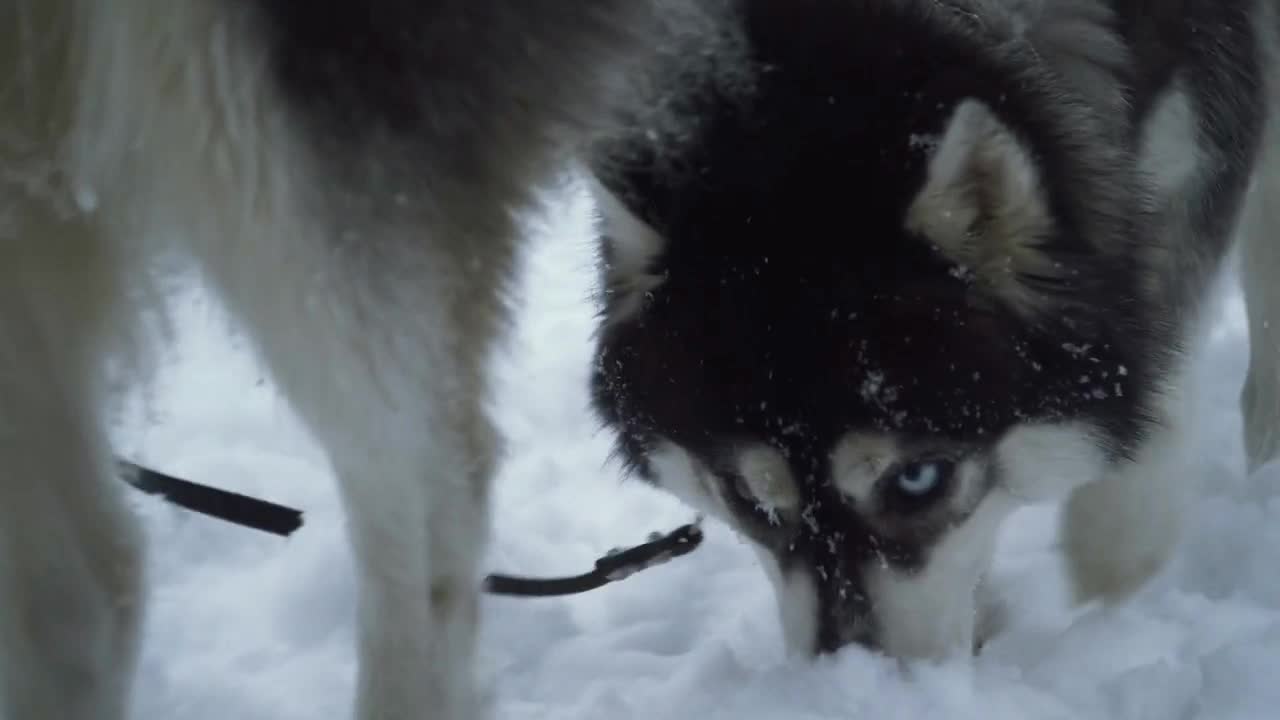 Pair of siberian huskies with wonderful eyes digging their snouts in the snow