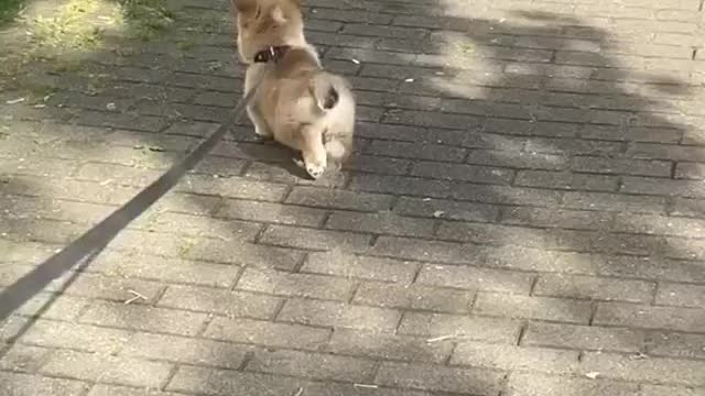 whose dog is this