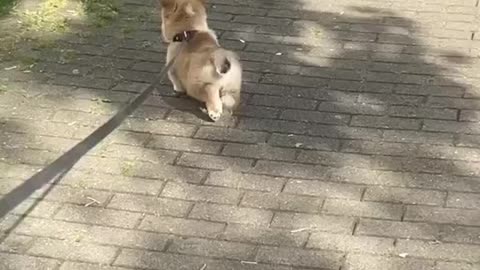 whose dog is this